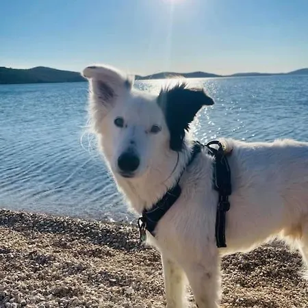 Seaview At Lejlighed Šibenik