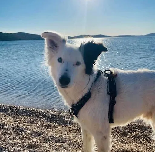 Seaview At דירה שיבניק
